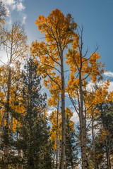 Aspen Trees in Autumn