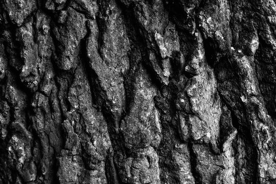Fototapeta tree bark, black and white shot, monochrome background