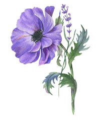 Hand-drawn watercolor illustration of the isolated violet anemones flowers and lavender. Tender spring drawing flowers on the white background