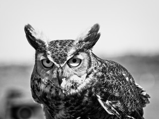 Great Horned Owl with Food B&W