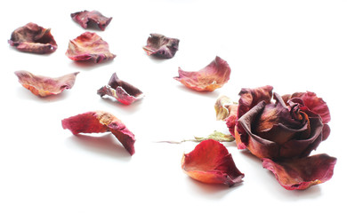 Wilted red rose on white background. Dried rose petals on white background. Flowers. Love.