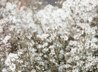 Flower nature as natural background