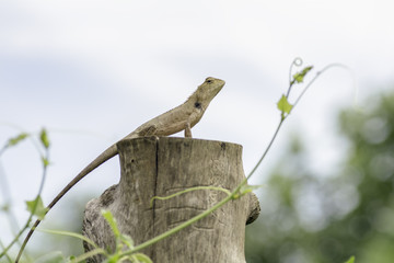 lizard is on the timber.