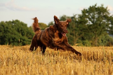 Flat coated retriever hat spaß auf einem stoppelfeld