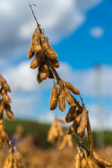 Soy bean (Glycine max) field, crop detail
