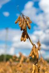 Soy bean (Glycine max) field, crop detail