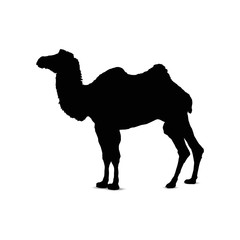 Silhouette of camel.
