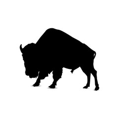 Silhouette of asian bull.