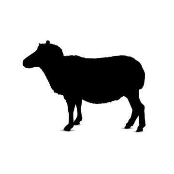 Silhouette of sheep.
