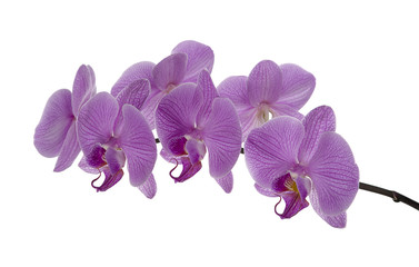 Purple colored orchid isolated on white background.    