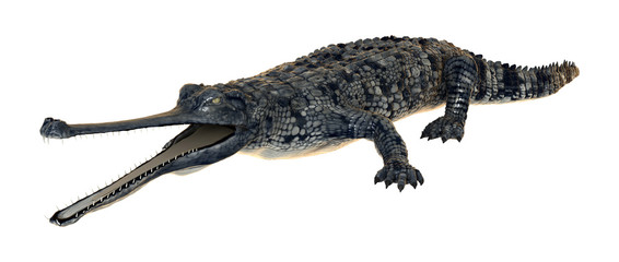 Naklejka premium Krokodyl Gharial renderowania 3D na białym tle