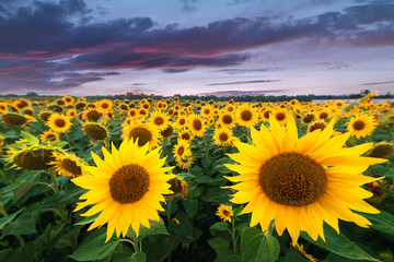 Sunflowers in the field are beautiful scenery of the sunset