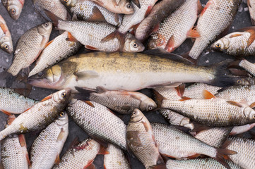 A lot of raw fish, puffed in winter on the lake, pike-perch, winter fishing
