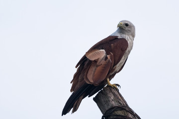 Auspicious Kite (Garuda)