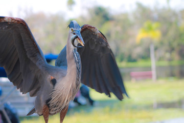 Beautiful bird in the Wild