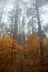 Autumn trees in a beautiful forest straight tall trunks without branches covered with bark in the evening at dusk
