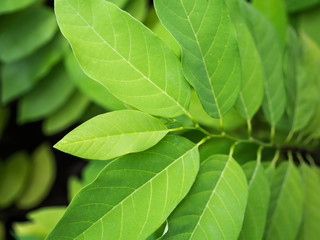 The Custard Apple Leaves