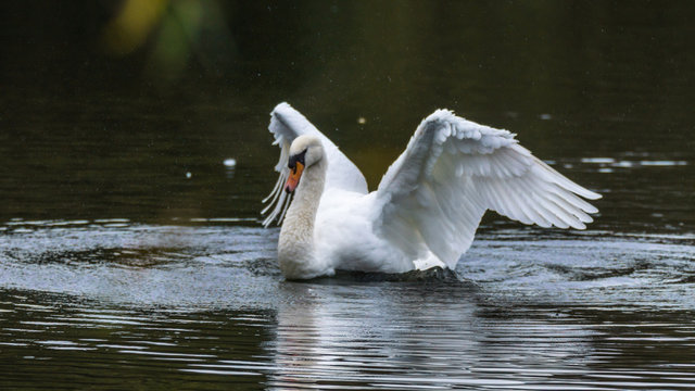 Swan drying its wing feathers