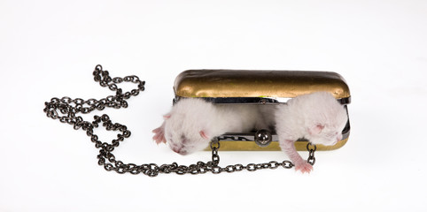 newborn white kittens