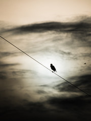 Starlings Bird on a Oblique behind The Sun