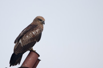 Black kite