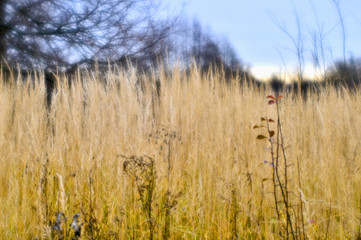 Autumn landscape from the dry stalks of tall grass and tree branches in the background. Shallow depth of field photos were taken on soft lens. Blurry