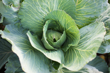 Fototapeta premium close up of cabbage in the garden