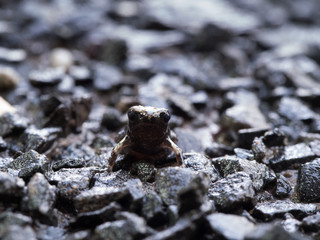 Little Bullfrog Sitting on The Stone Ground
