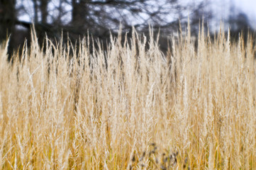 Obraz premium Autumn landscape from the dry stalks of tall grass and tree branches in the background. Shallow depth of field photos were taken on soft lens. Blurry
