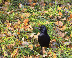 the Raven the fall of the city on green grass with fallen leaves