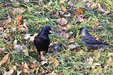 the Raven the fall of the city on green grass with fallen leaves