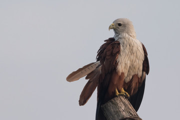 Auspicious Kite (Garuda)