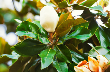 Flower Magnolia