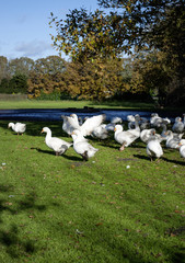 Gl&uuml;ckliche G&auml;nse in idyllischer Natur und artgerechter Tierhaltung im Herbst in Deutschland