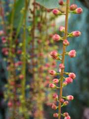 Flower Buds of Tummy-wood Hanging