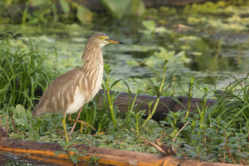 Indian pond heron