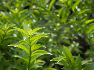 Night Jasmine in The Field