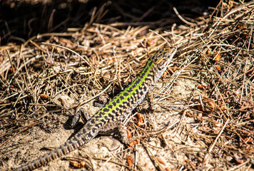 gekko tra i pini