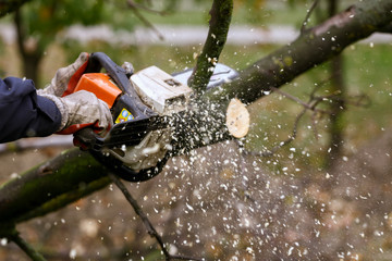 Cutting tree with chainsaw