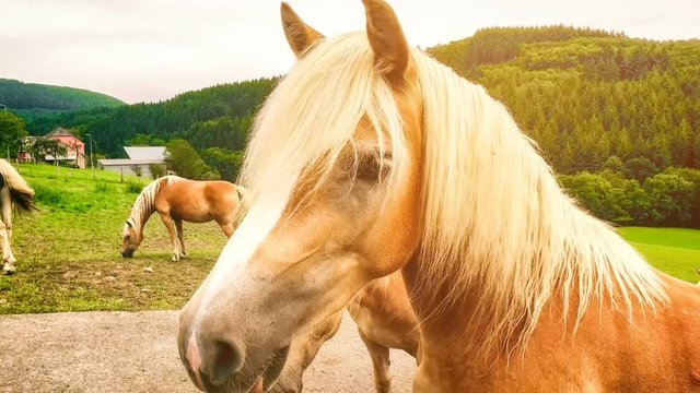 Closeup of farm horses. Animal background