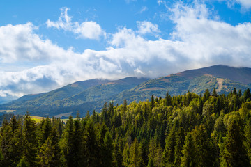 spruce on the mountain background beautiful view