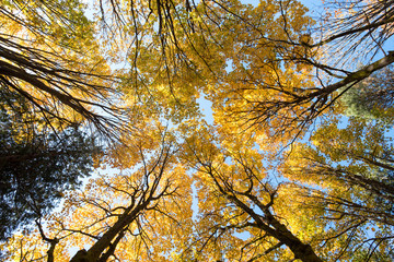 Maple tree leaves foliage background