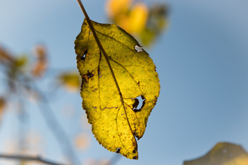 Obraz premium Herbstblatt