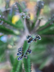 The Succulent Cactus Leaves