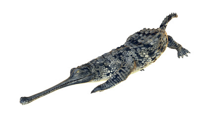 3D Rendering Gharial Crocodile on White