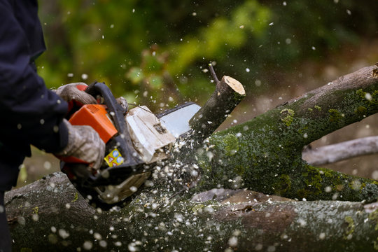 Cutting tree with chainsaw