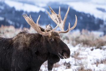 Bull Moose