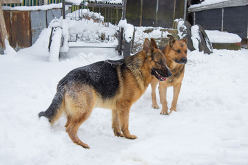 two dogs in the winter