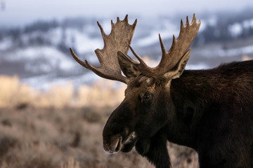 Moose Portrait