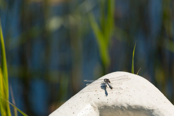 Lilypad whiteface dragonfly staying on rowboat bow